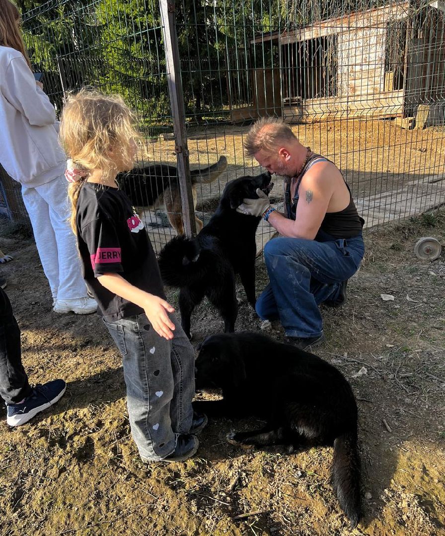 пушкинский, приют для бездомных животных, кошки, собаки, волонтерская группа, нежный бизнес, корма для животных, подарки, помощь животным,