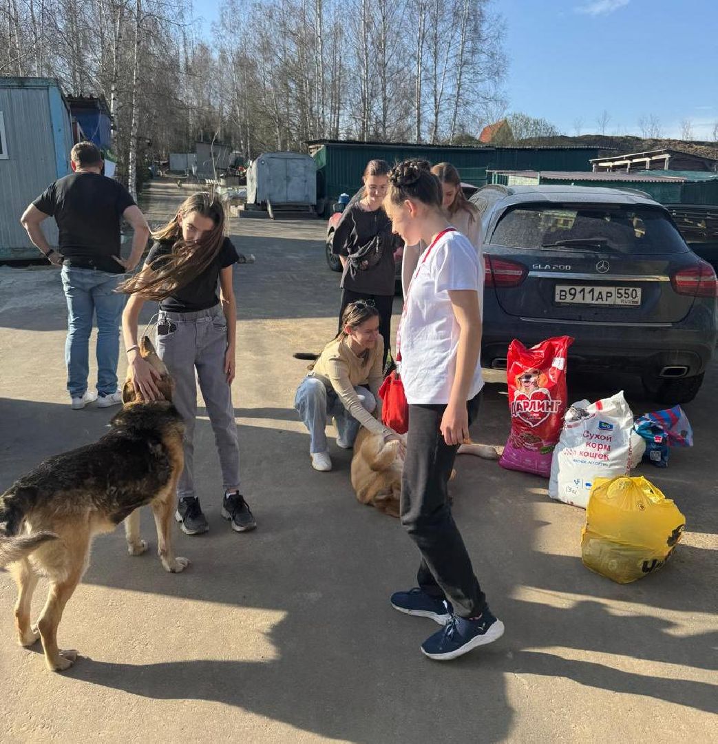 пушкинский, приют для бездомных животных, кошки, собаки, волонтерская группа, нежный бизнес, корма для животных, подарки, помощь животным,