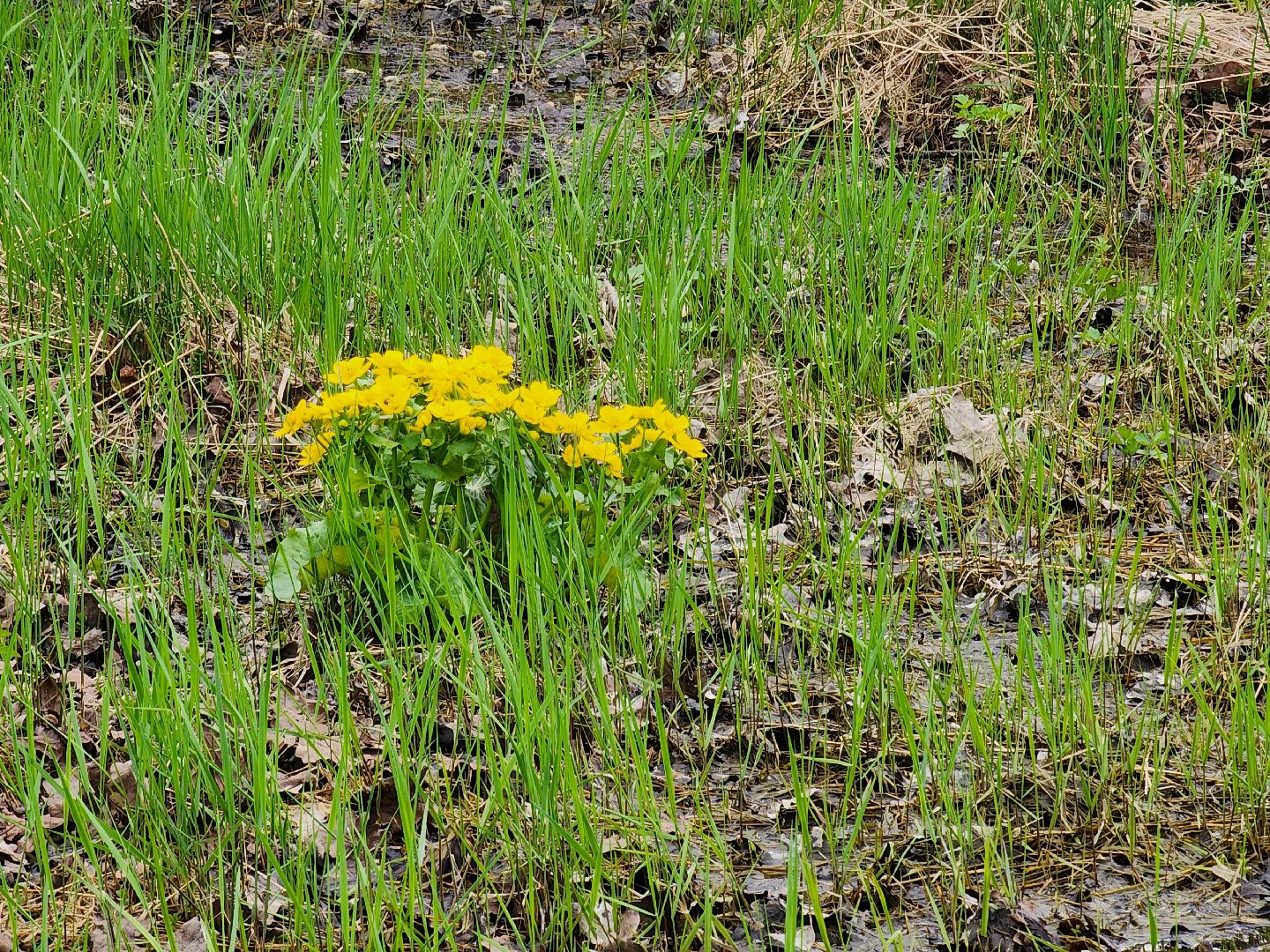 фрязино, лесопарк, обработка от клещей, клещи,