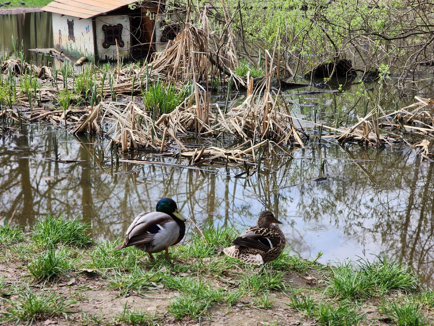 фрязино, лесопарк, обработка от клещей, клещи,