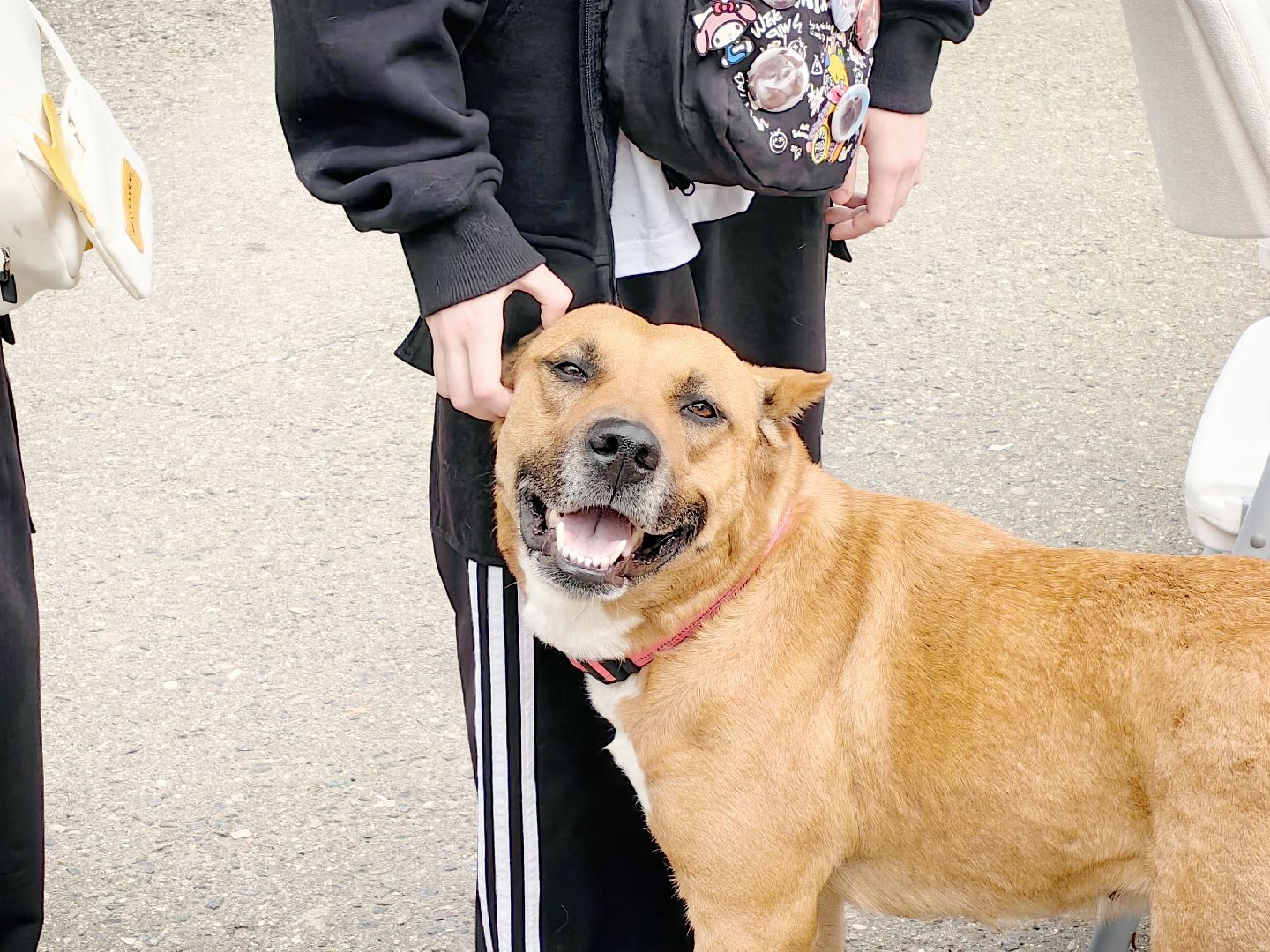 вакцинация, регистрация животных, чипирование, акция, парк,