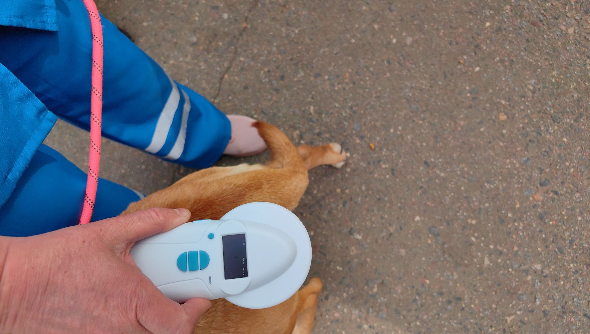 вакцинация, регистрация животных, чипирование, акция, парк,