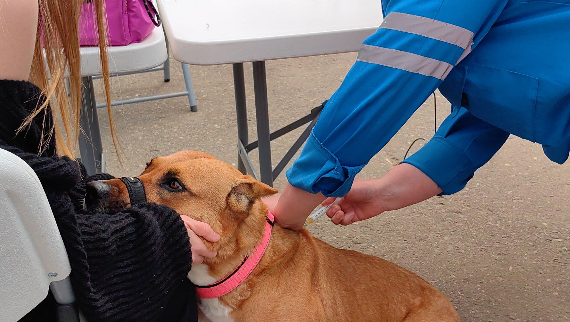 вакцинация, регистрация животных, чипирование, акция, парк,