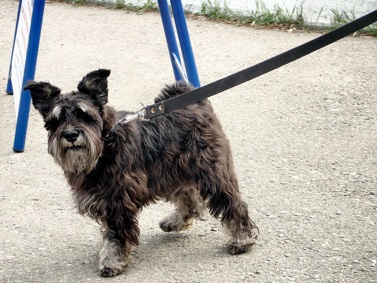 вакцинация, регистрация животных, чипирование, акция, парк,