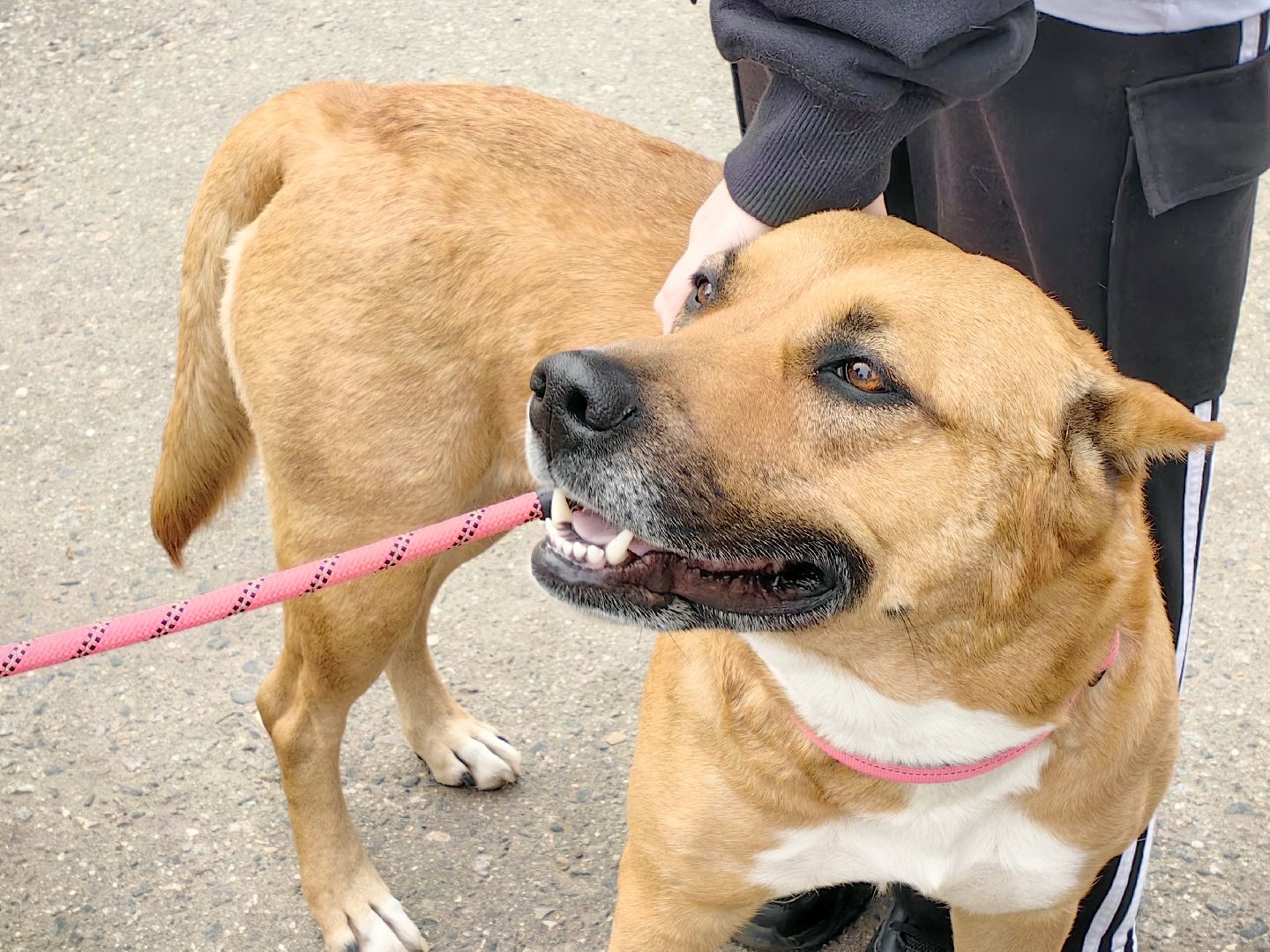 вакцинация, регистрация животных, чипирование, акция, парк,