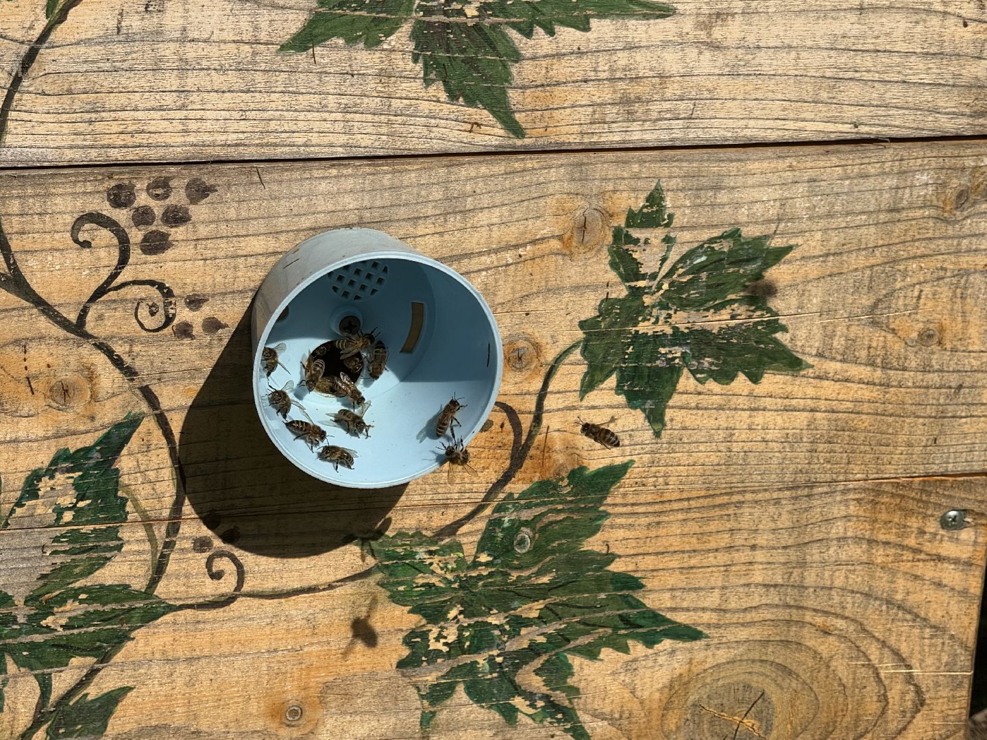 шаховская, пчеловод, пчеловодство, мёд,