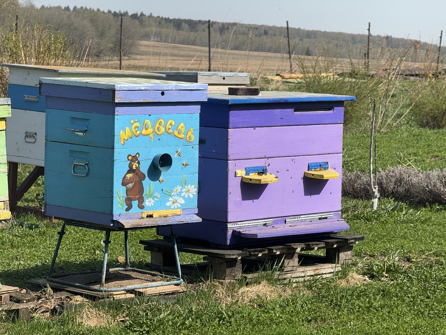 шаховская, пчеловод, пчеловодство, мёд,