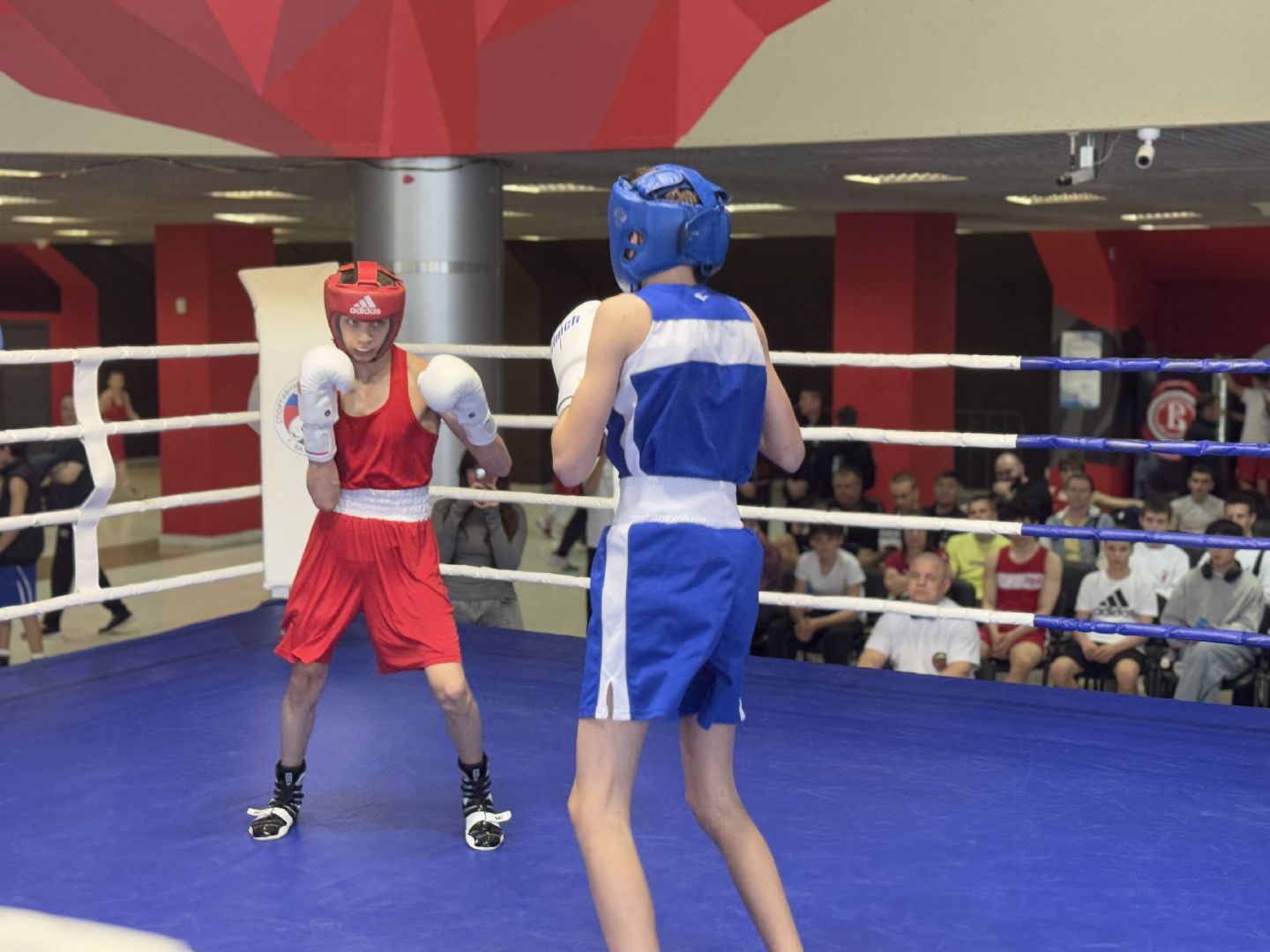 бокс, турнир дмитрия двали, ледовый дворец балашиха,