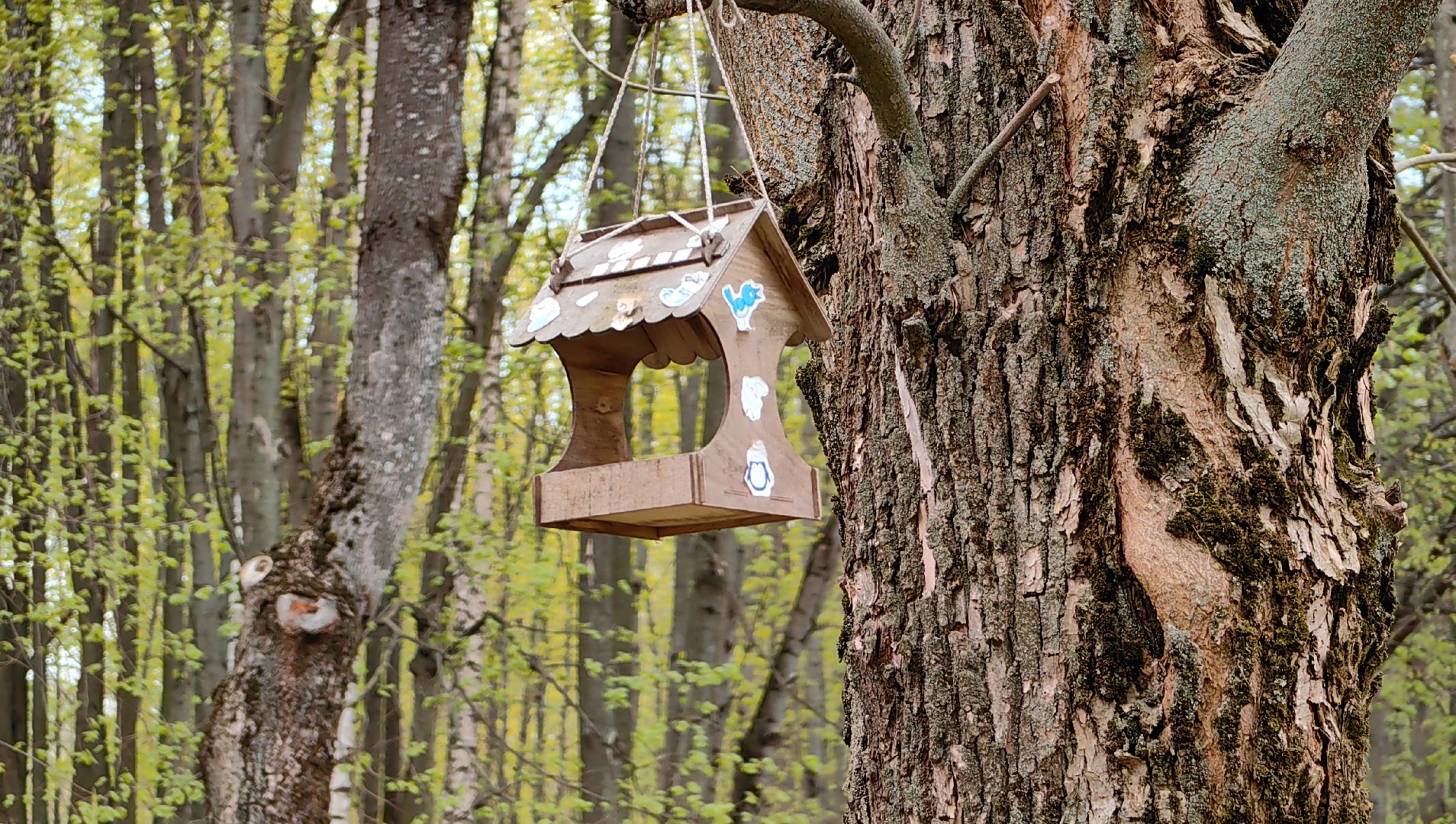 скворечник, парк, утки, птицы, корм для уток, кормушки,