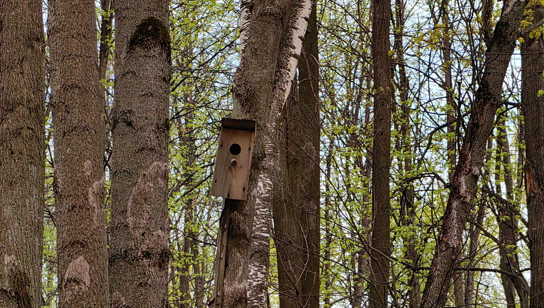 скворечник, парк, утки, птицы, корм для уток, кормушки,