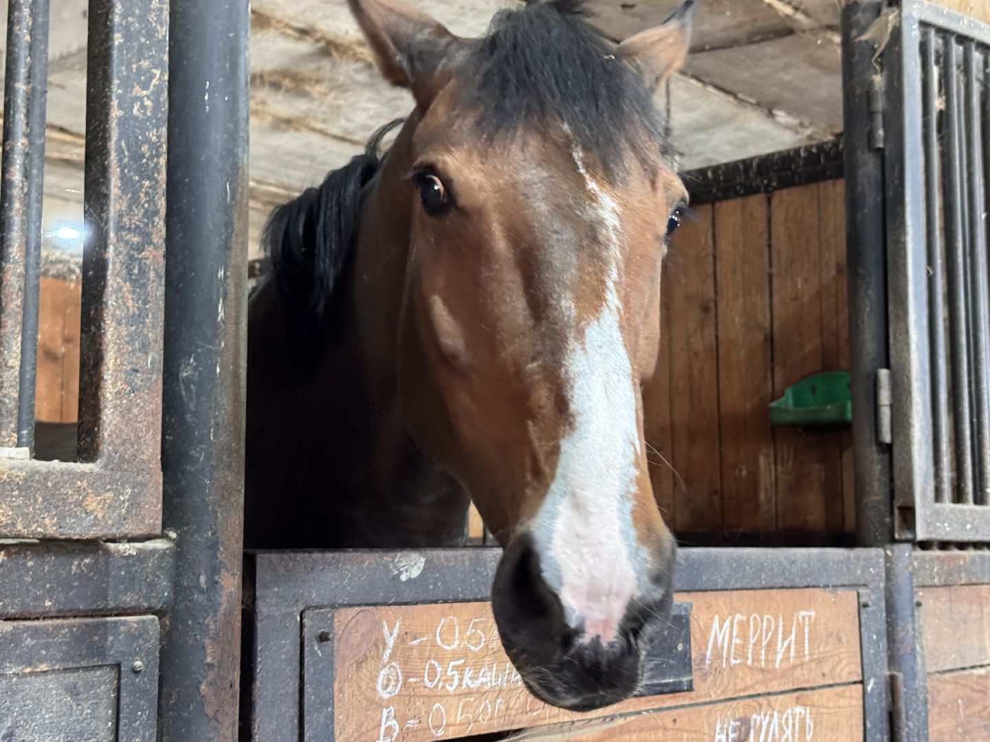 Конкур, Всадница из Одинцова, Спорт Подмосковья,