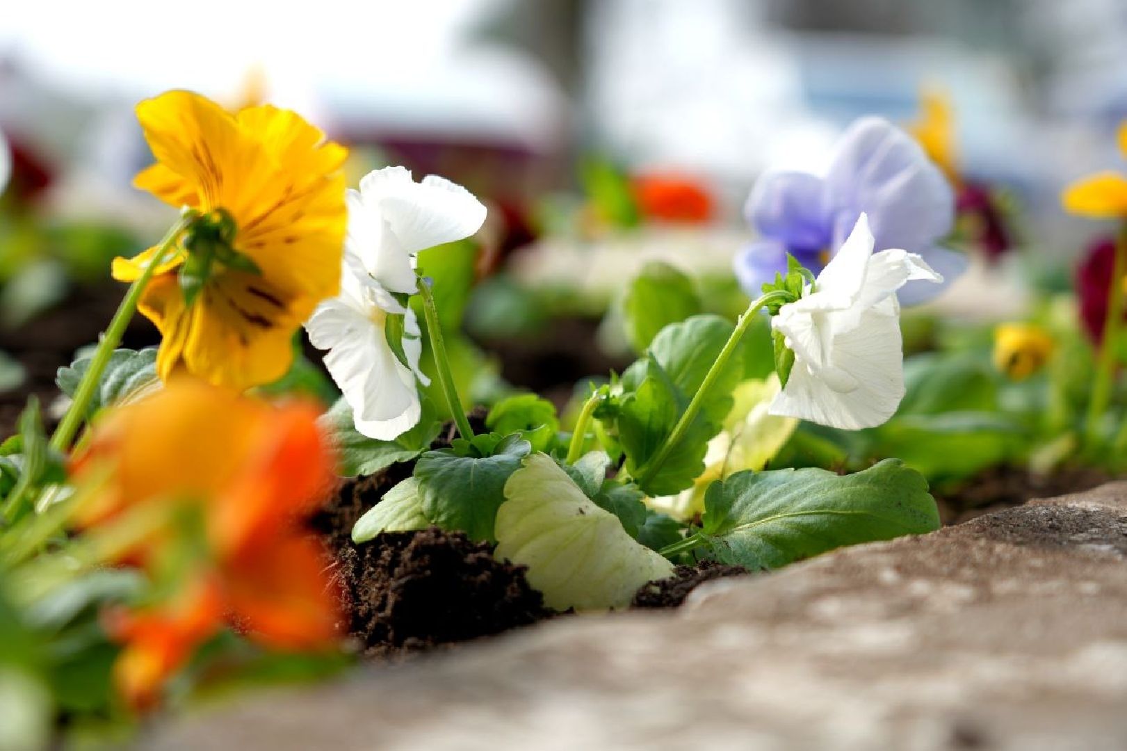 благоустройство , сергиев посад, сергиево-посадский городской округ, украшение , весна,