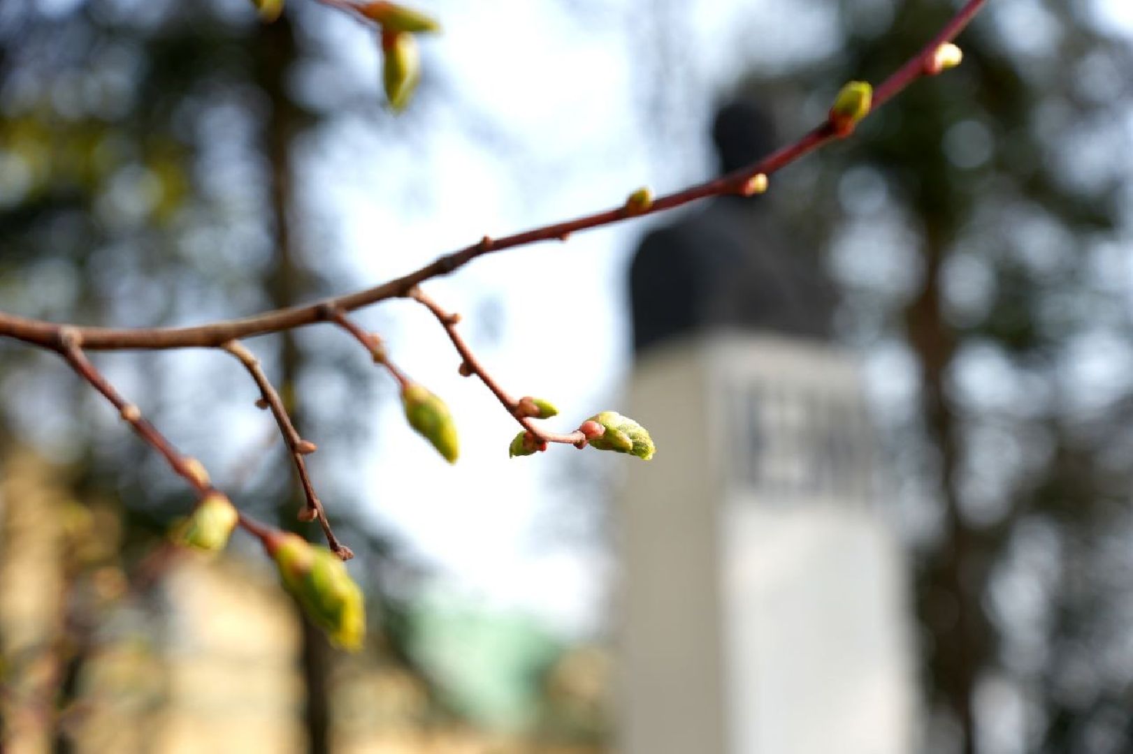 благоустройство , сергиев посад, сергиево-посадский городской округ, украшение , весна,