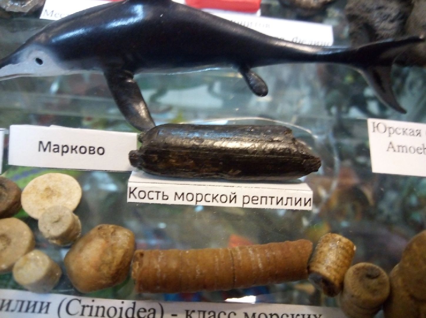 палеонтология, история, библиотека,