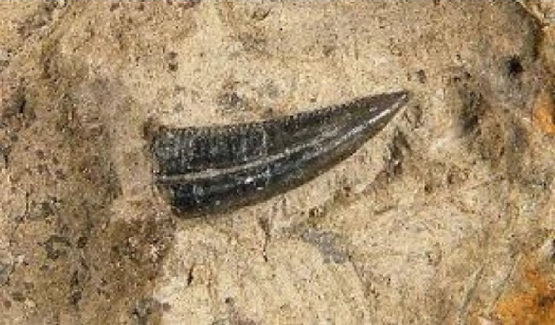 палеонтология, история, библиотека,