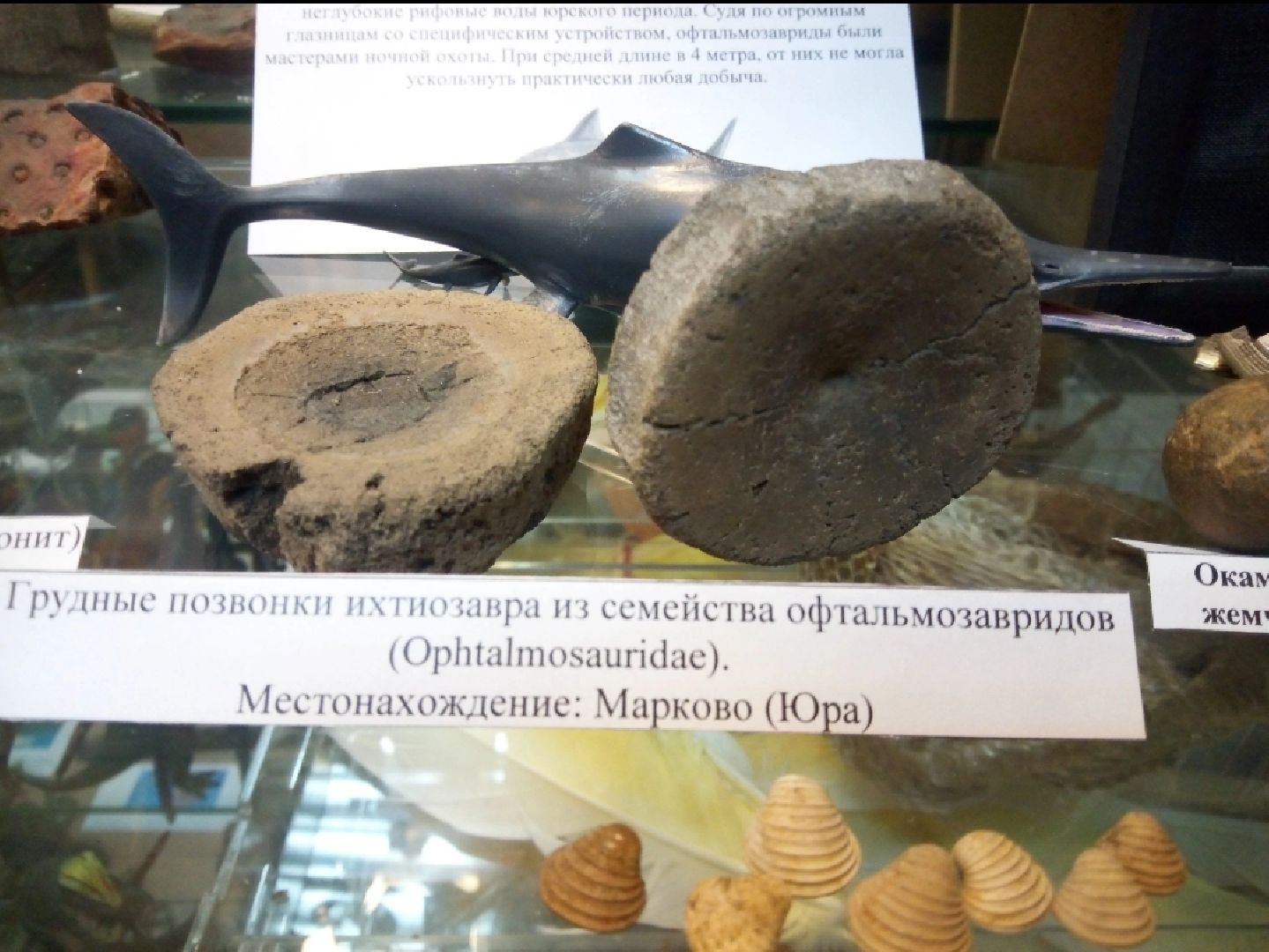 палеонтология, история, библиотека,