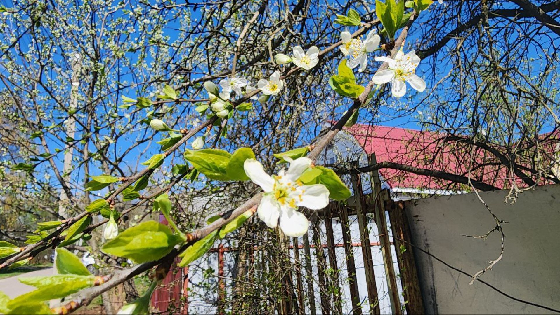 солнечногорск, алабушево , ветеран вов,