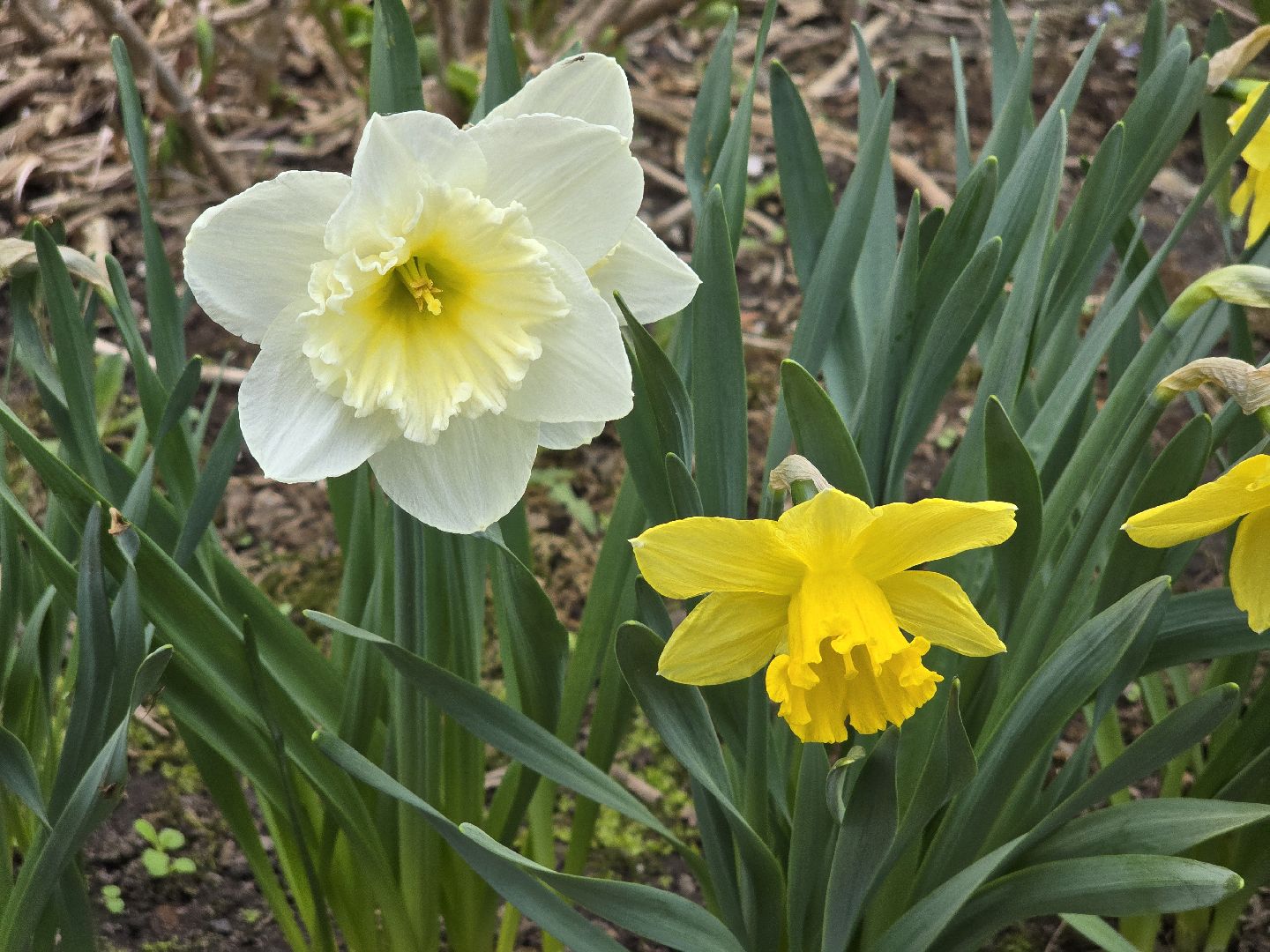 Коломна, цветение растений, майские праздники,