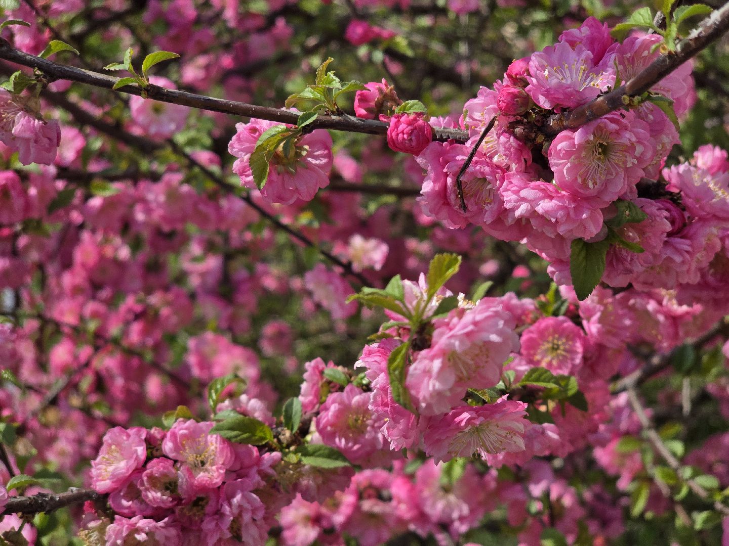 Коломна, цветение растений, майские праздники,