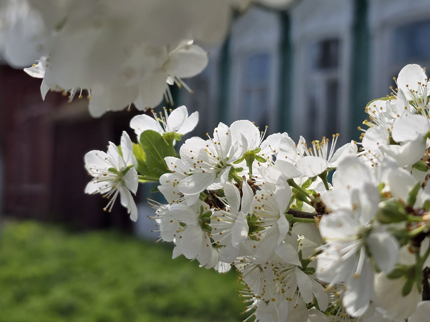 Коломна, цветение растений, майские праздники,