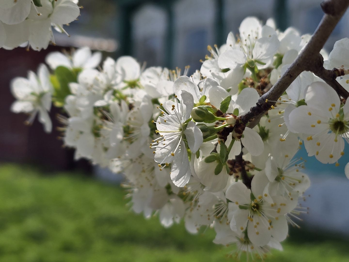 Коломна, цветение растений, майские праздники,