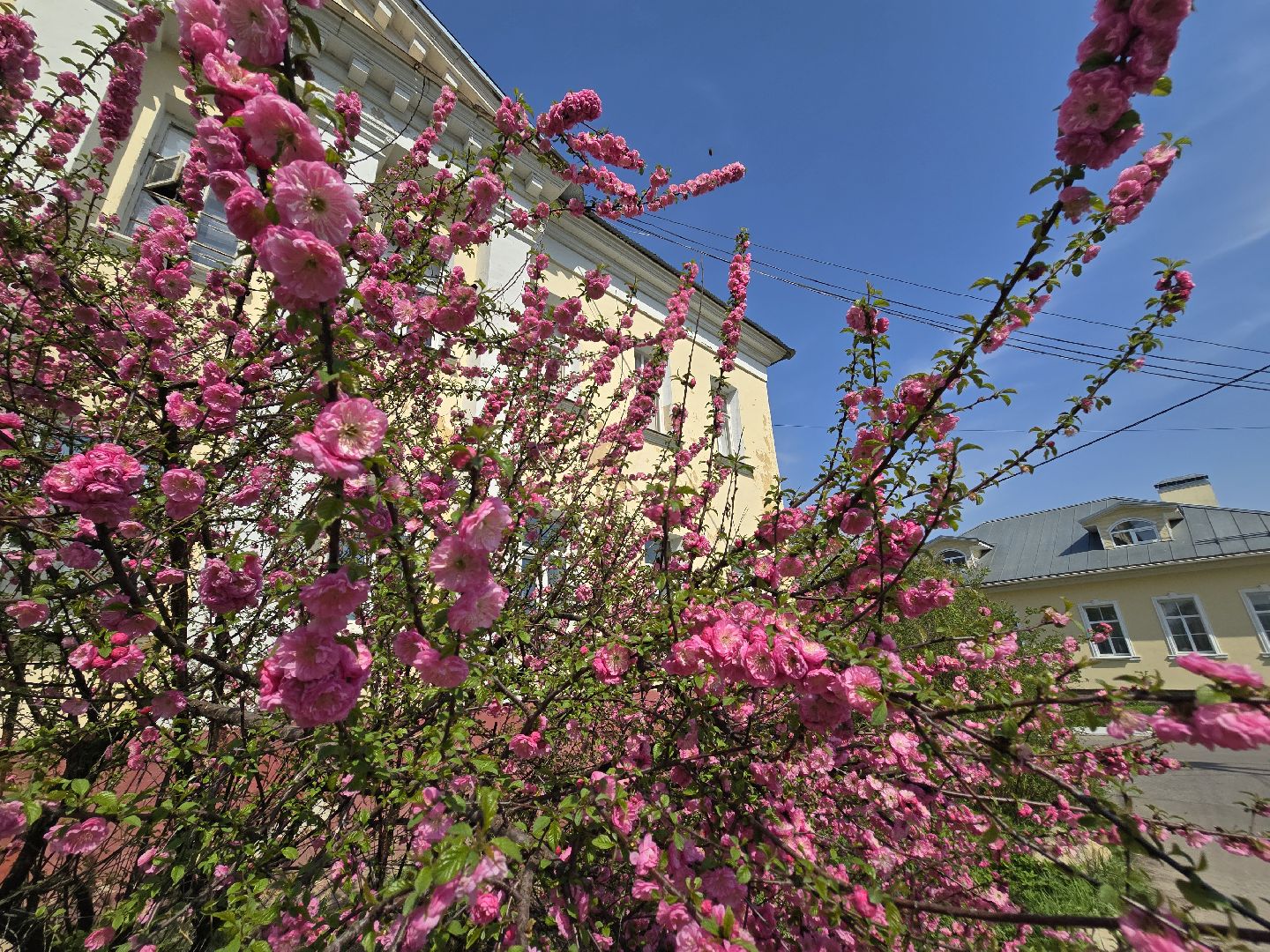 Коломна, цветение растений, майские праздники,