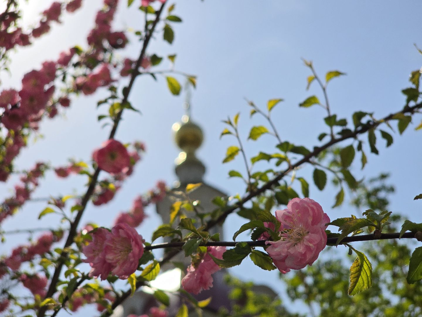Коломна, цветение растений, майские праздники,