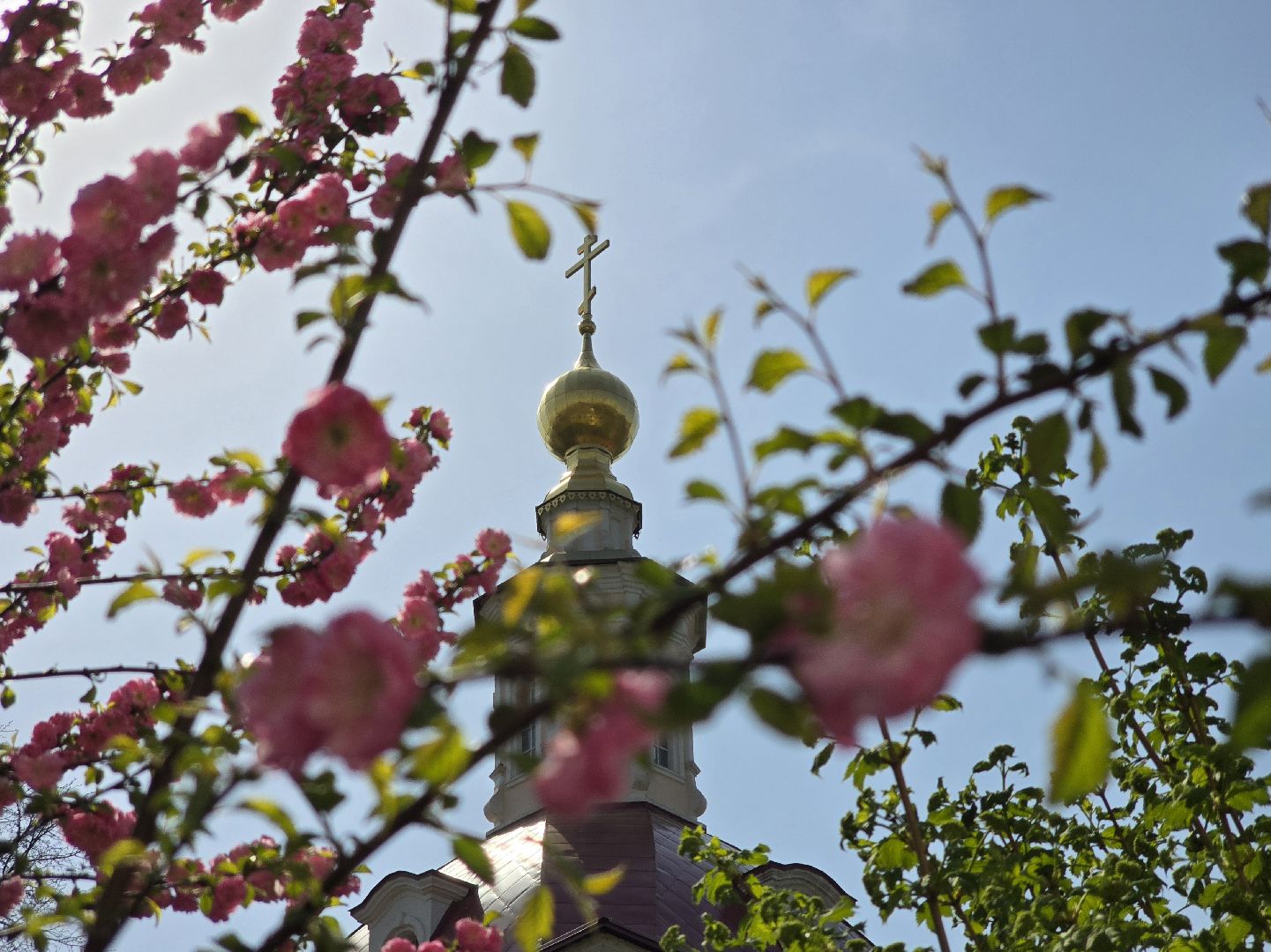 Коломна, цветение растений, майские праздники,