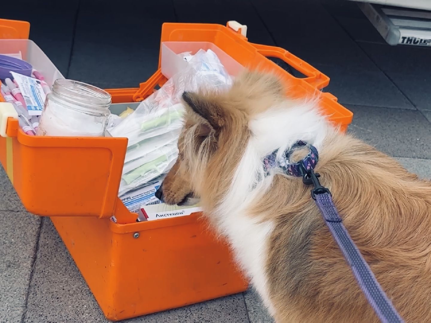 раменское, ветеринар, вакцинация животных, бешенство, чипирование, регистрация животных,