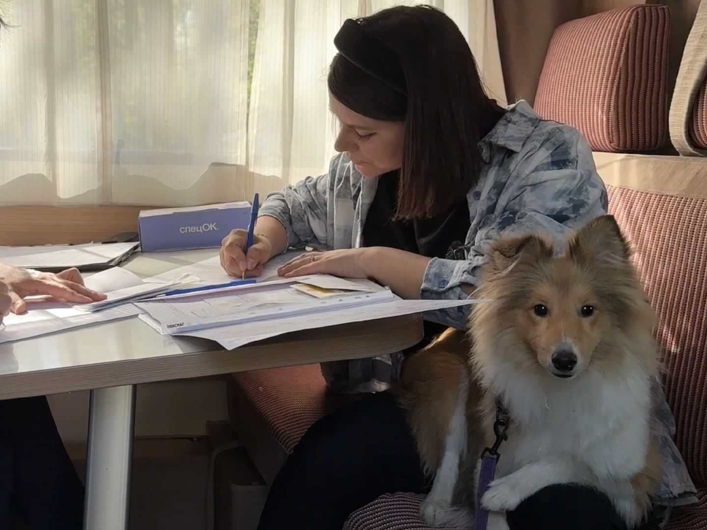 раменское, ветеринар, вакцинация животных, бешенство, чипирование, регистрация животных,