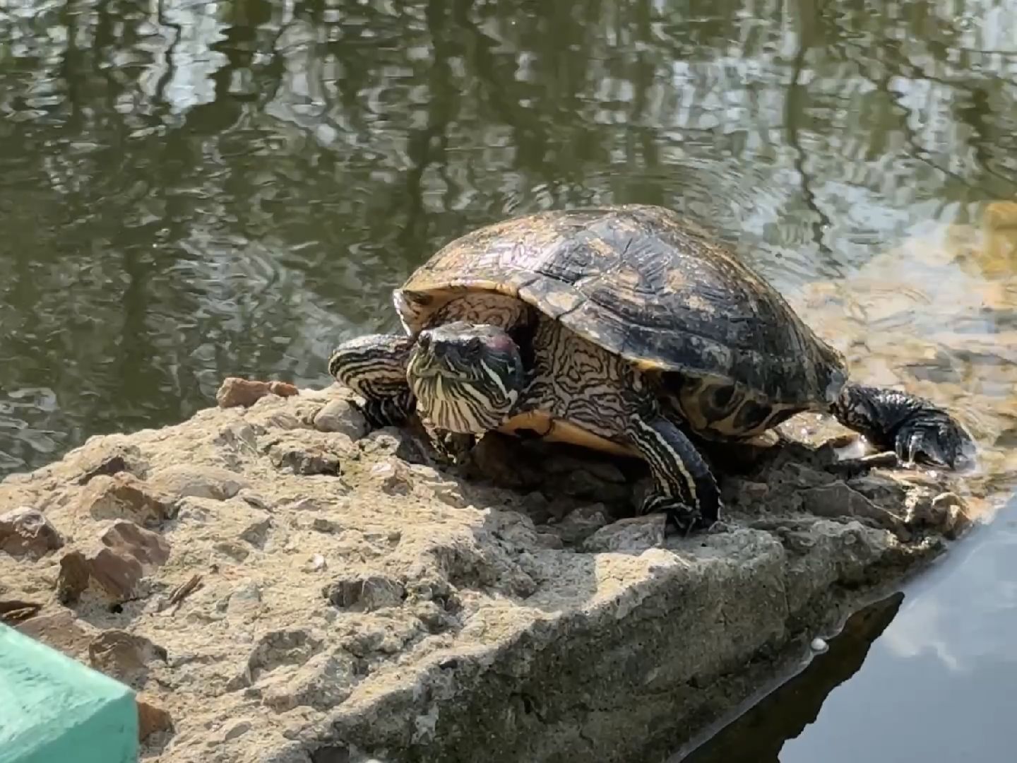раменское, озеро пионер, черепахи,