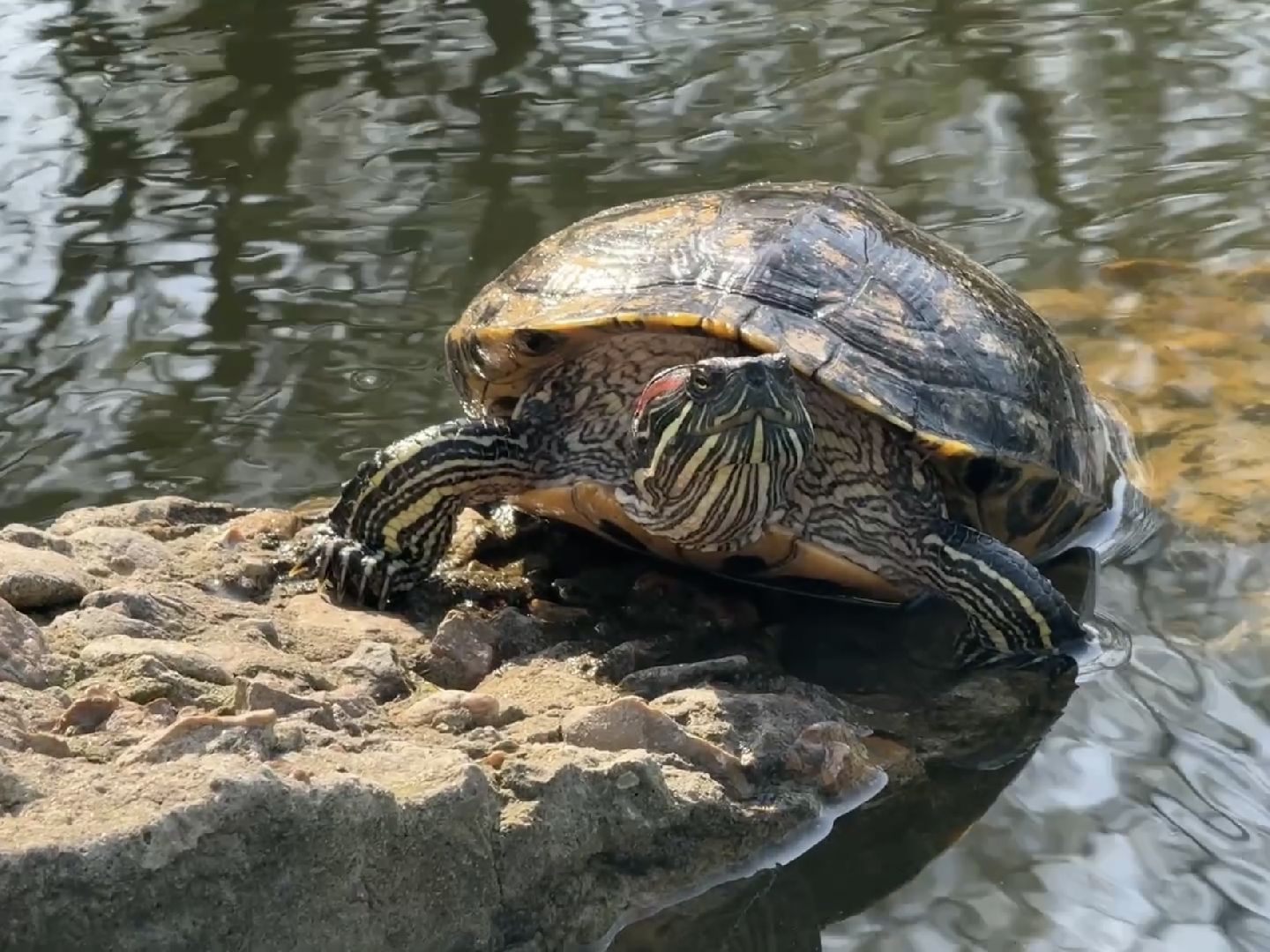 раменское, озеро пионер, черепахи,