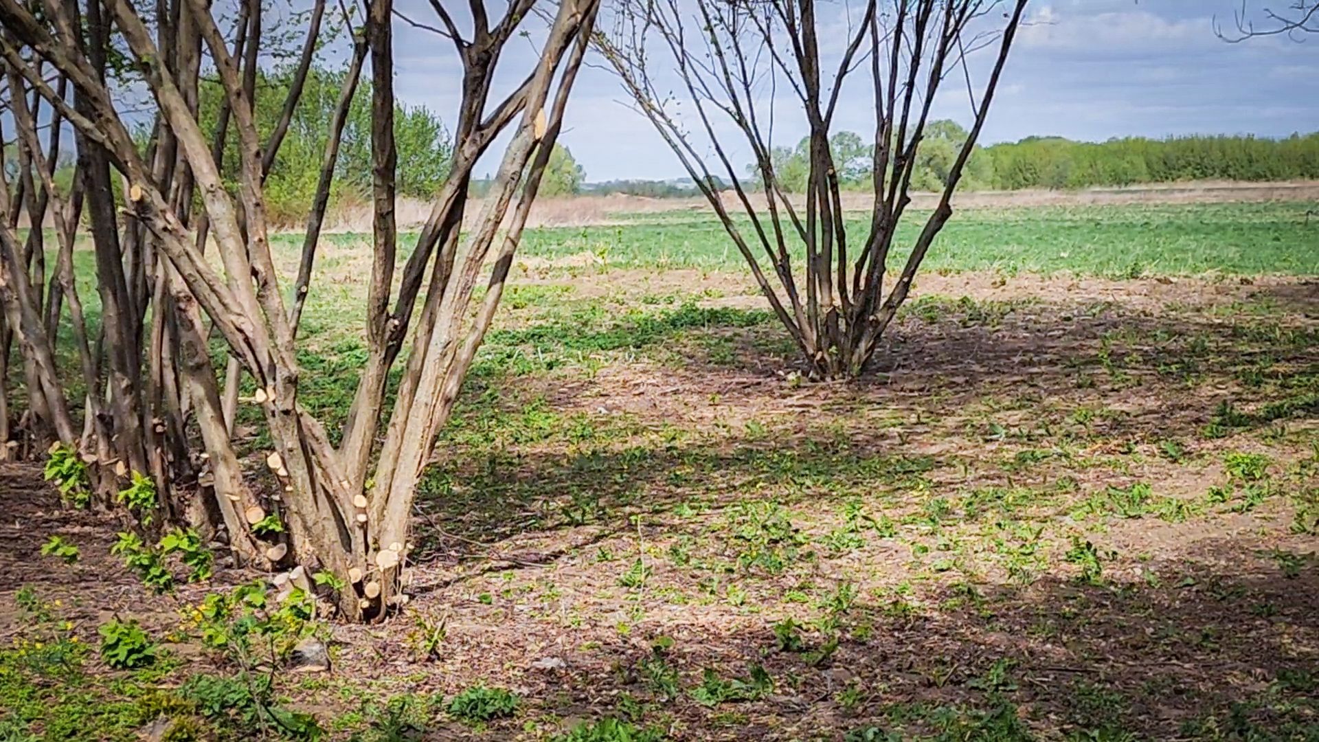 бронницы, субботник, всероссийский субботник в бронницах,