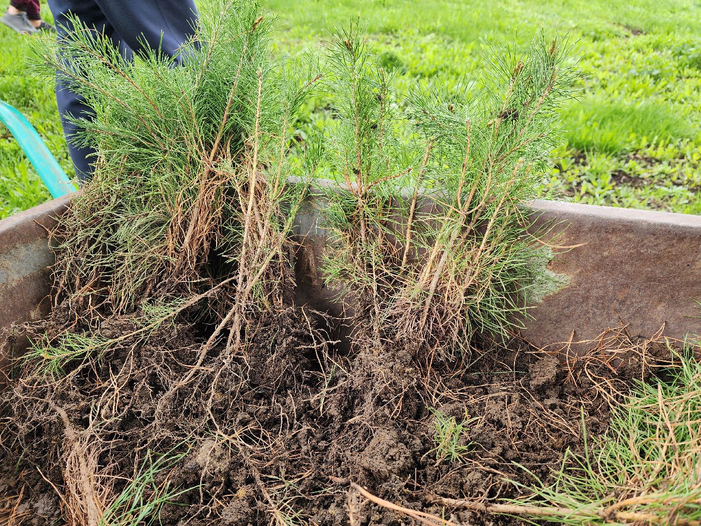 луховицы, луховицкая больница, всероссийский субботник, благоустровйство,