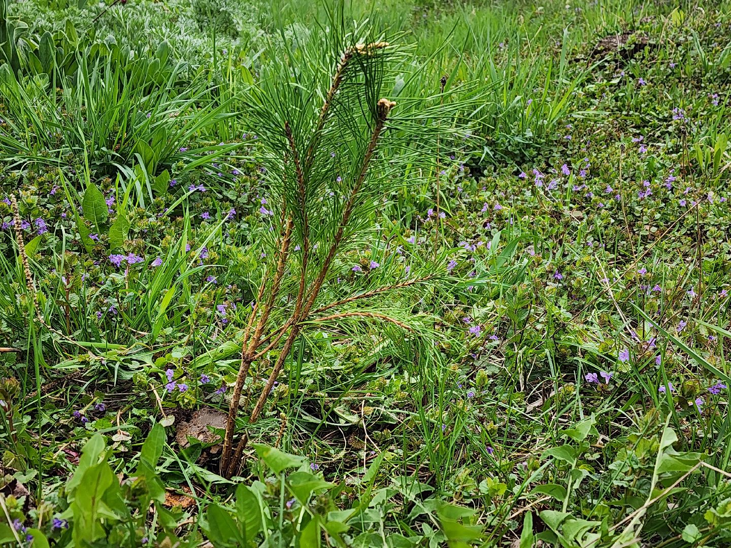 луховицы, луховицкая больница, всероссийский субботник, благоустровйство,