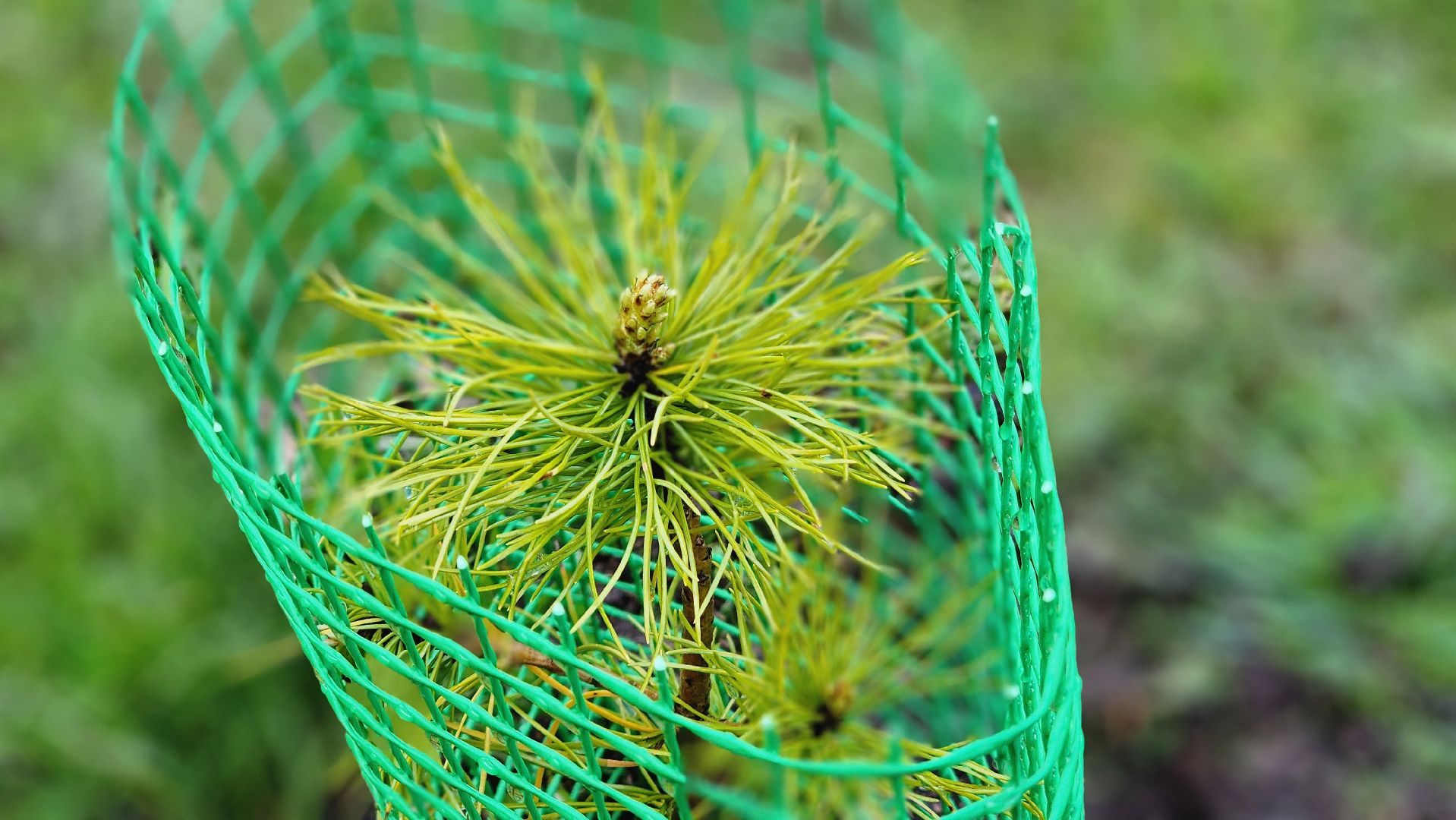 Руза, Посадка кедров, колюбакино,  сквер солнышко, всероссийский субботник,
