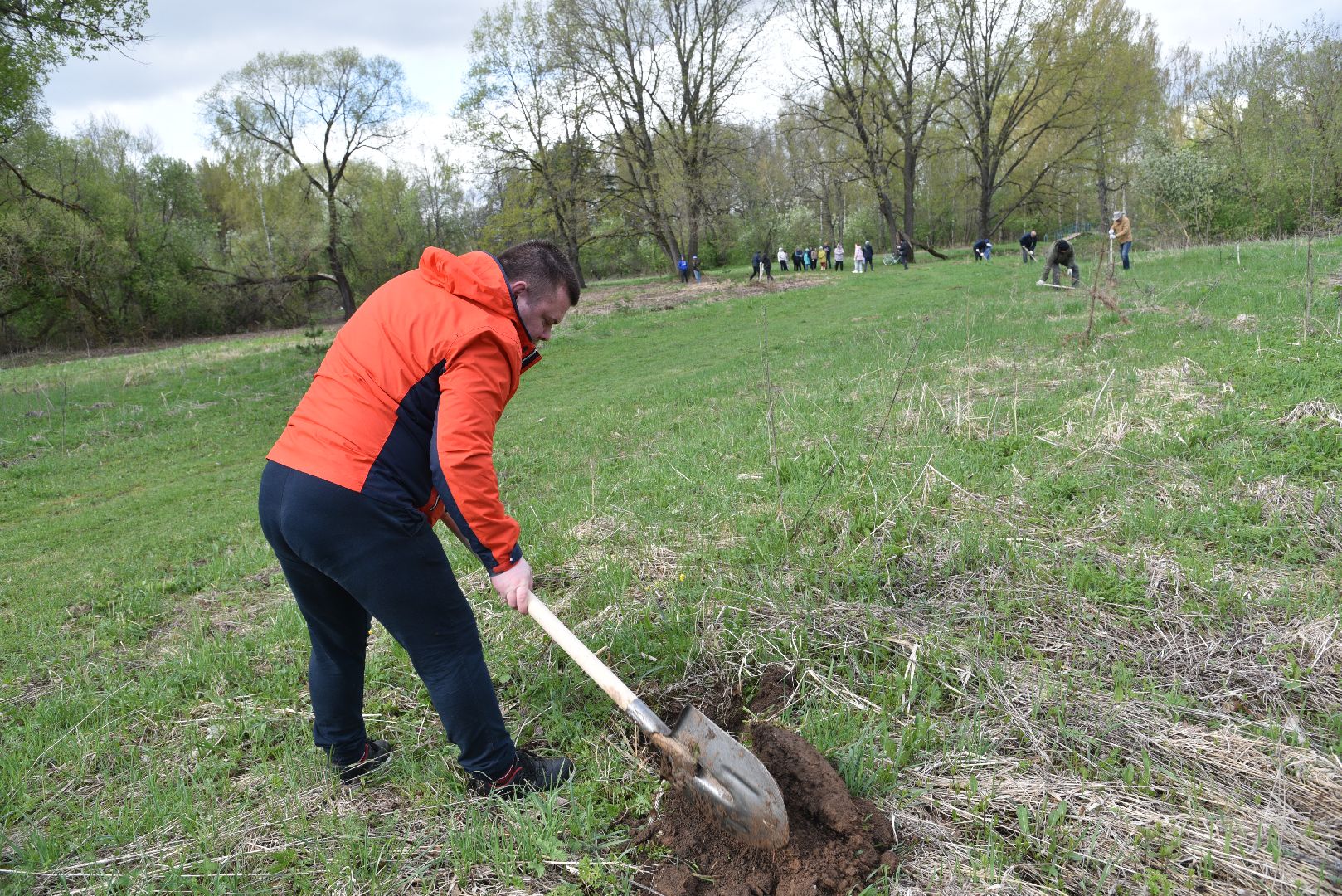 лотошино, дубки, сад памяти, посадка деревьев,