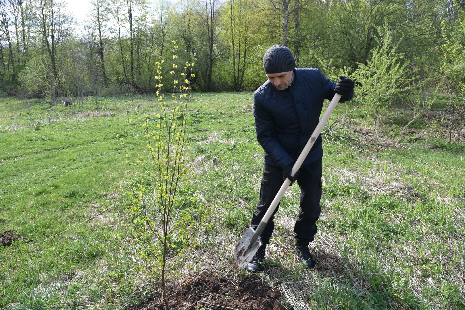 лотошино, дубки, сад памяти, посадка деревьев,
