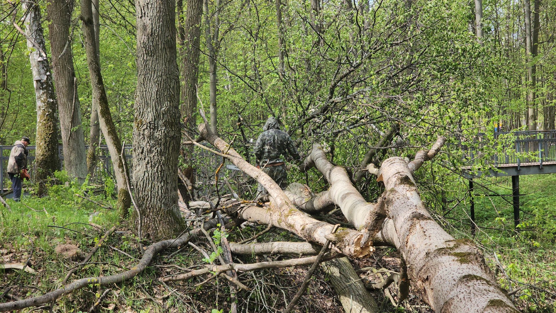 ступино, субботник, благоустройство,