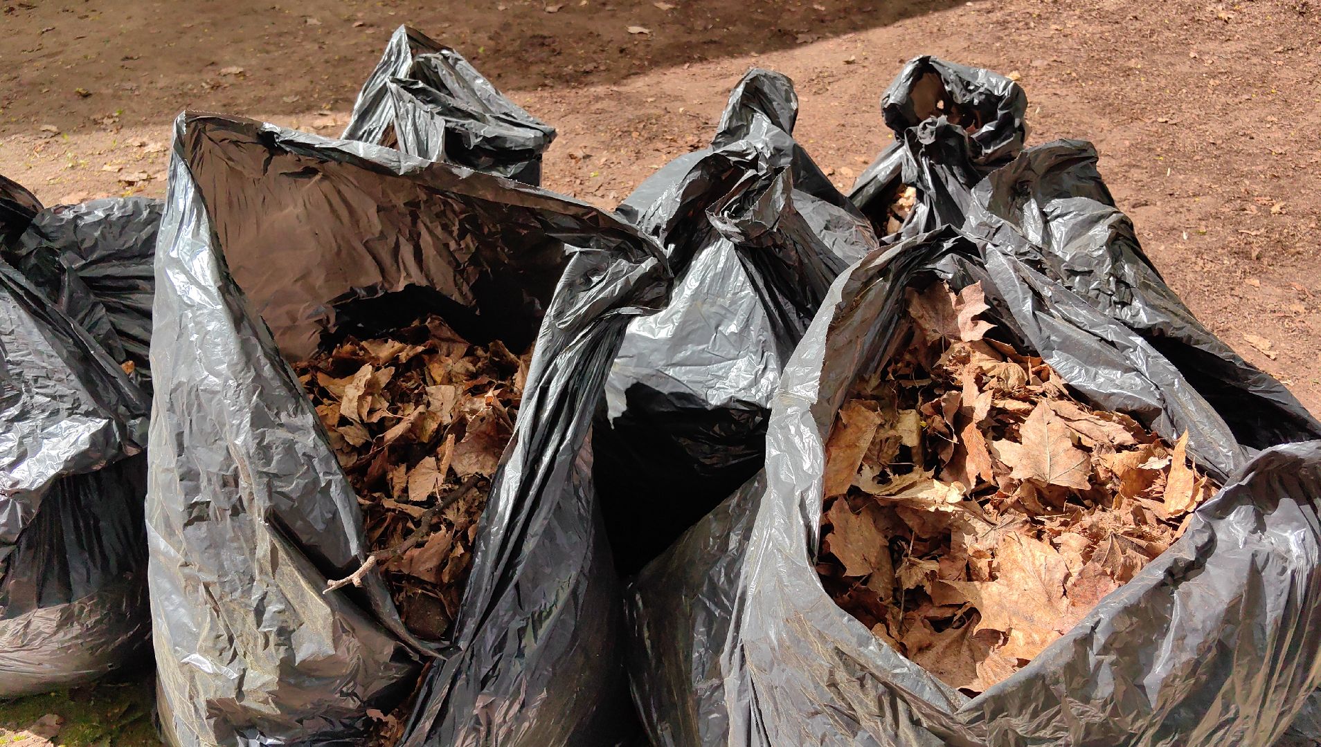 субботник, парк, мусор, листва,