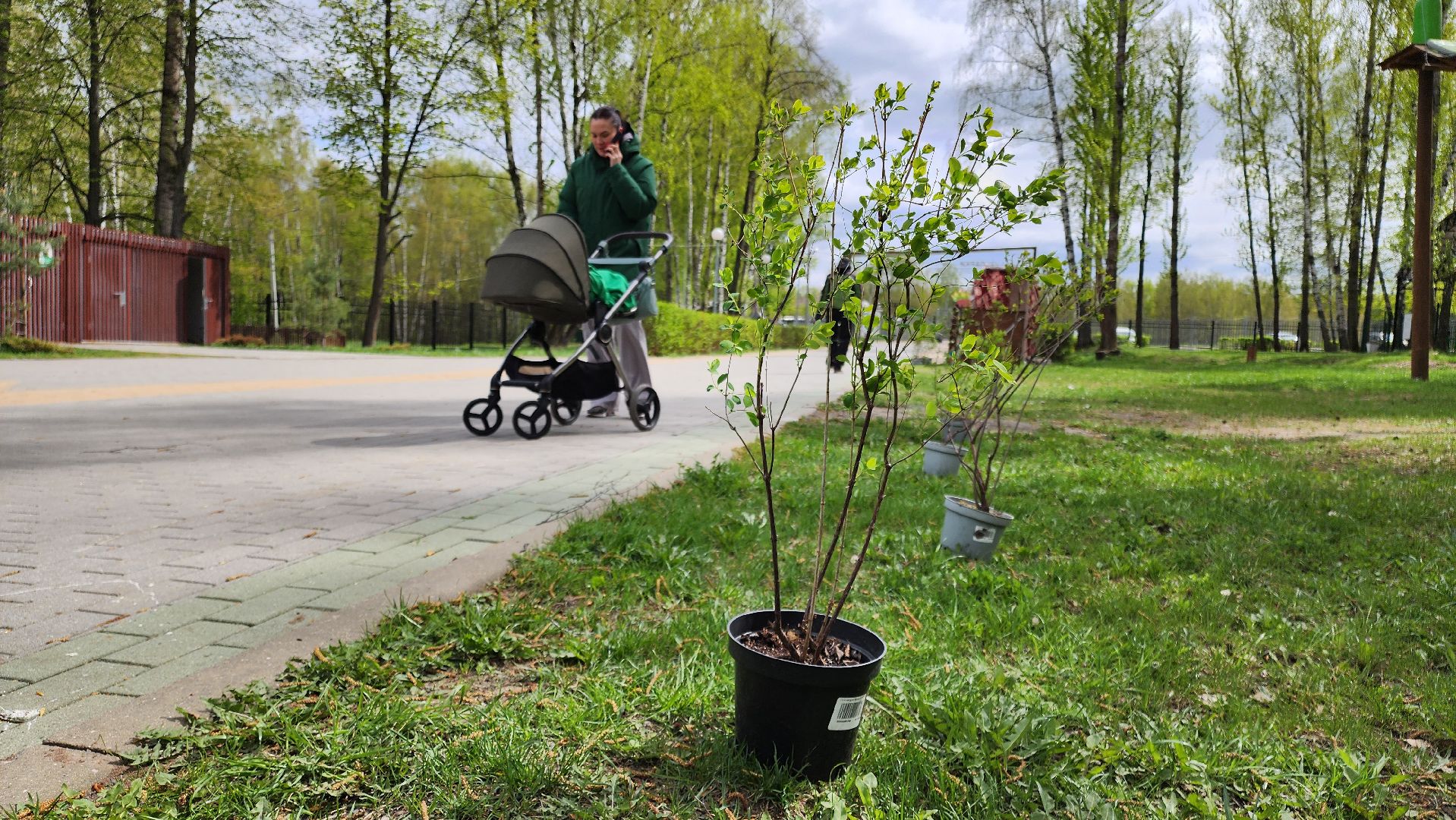 кашира, субботник, парк, благоустройство, посадка деревьев, кустарники,