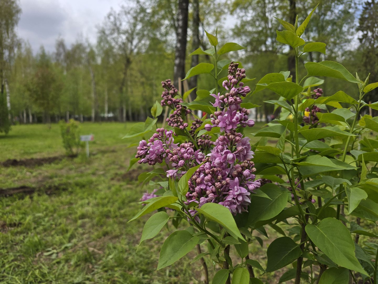 Коломна, парк мира в коломне, сад памяти, аллея славы,