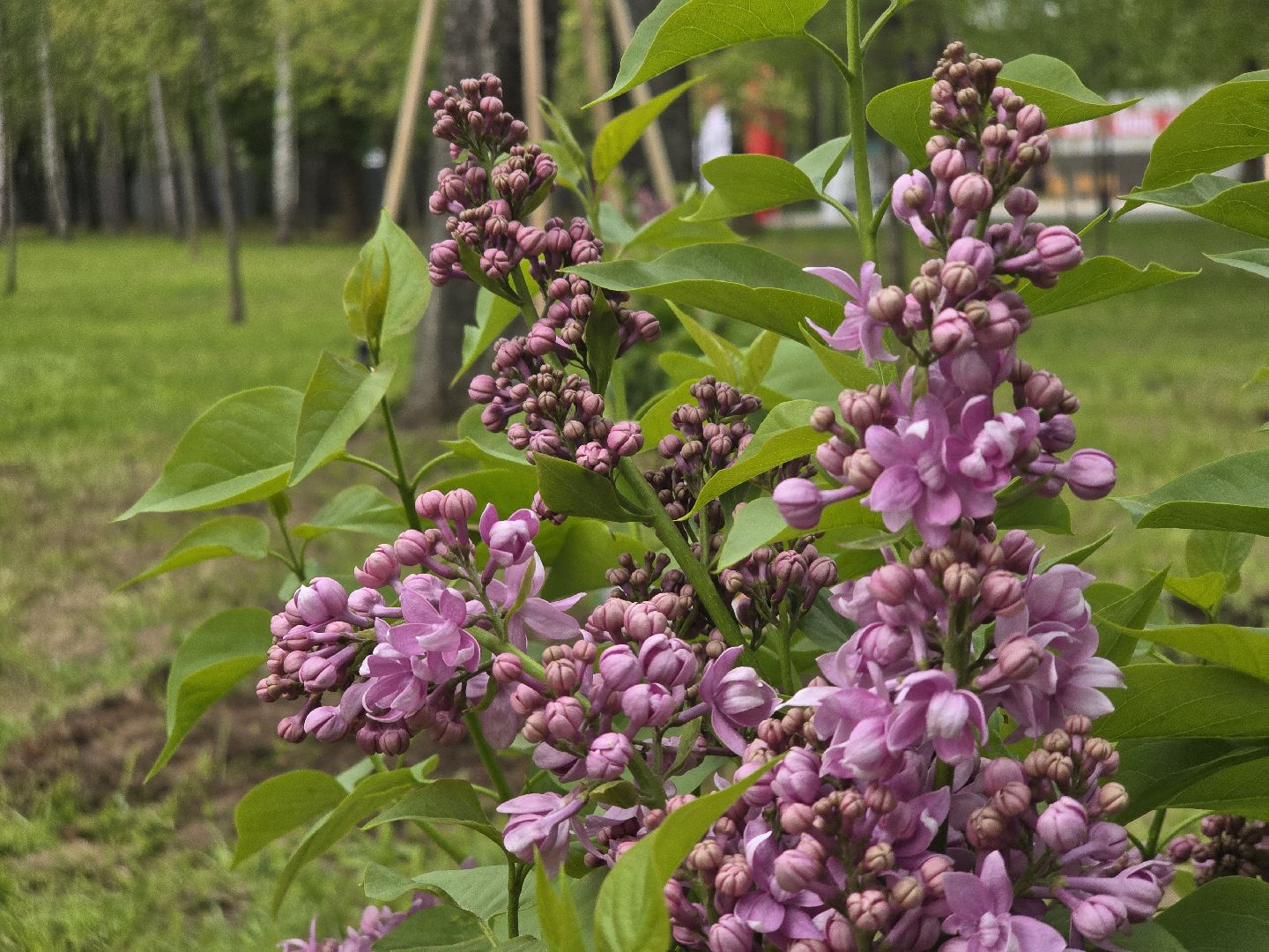 Коломна, парк мира в коломне, сад памяти, аллея славы,