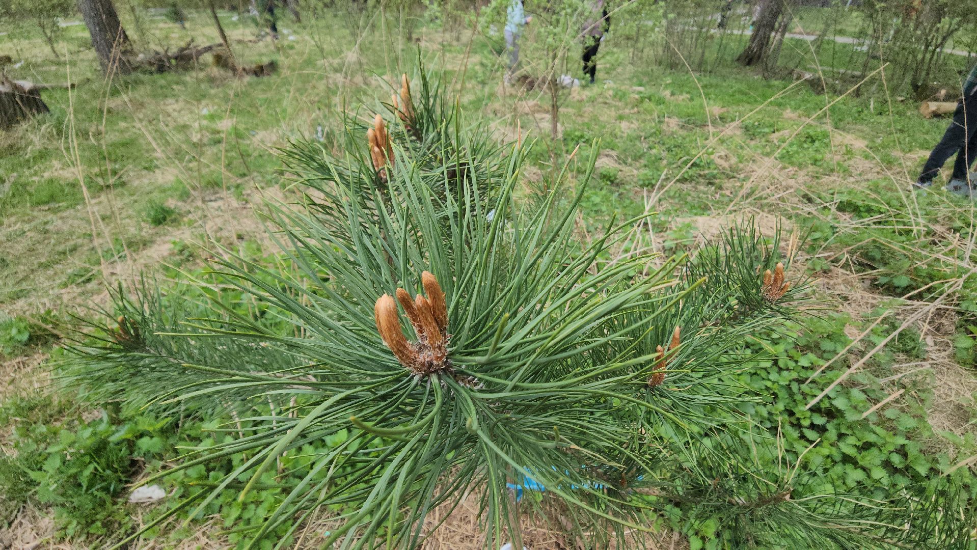 красногорск, субботник,