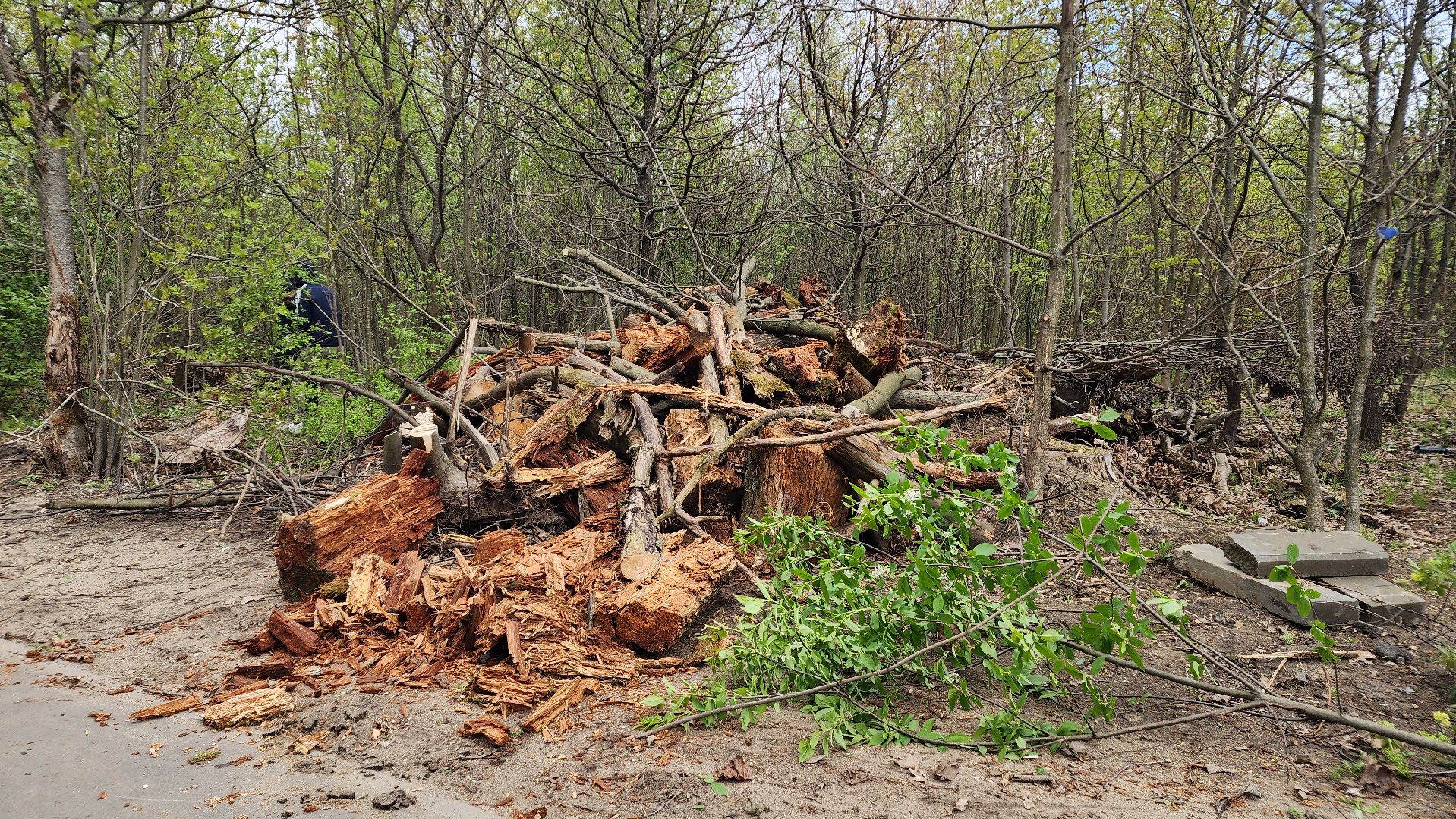 субботник, экология, лосино-петровский,