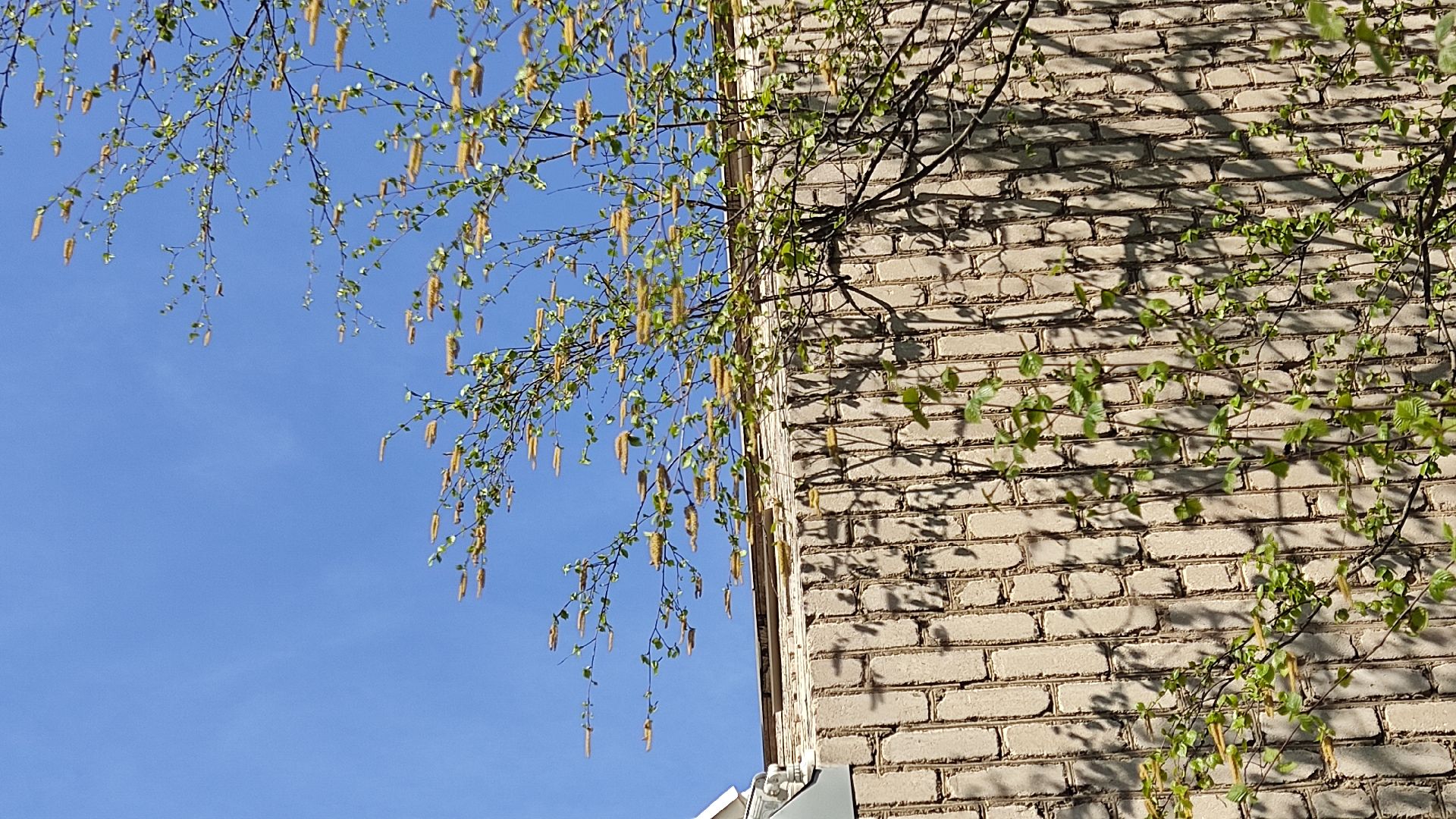 Лобня, медицина, аллергия