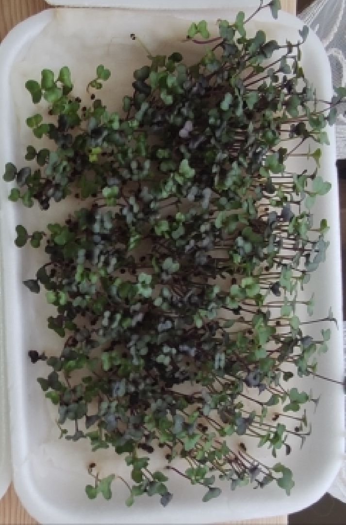 Шатура, Лицей, Микрозелень, Надежда Иванова, Анастасия Лобова