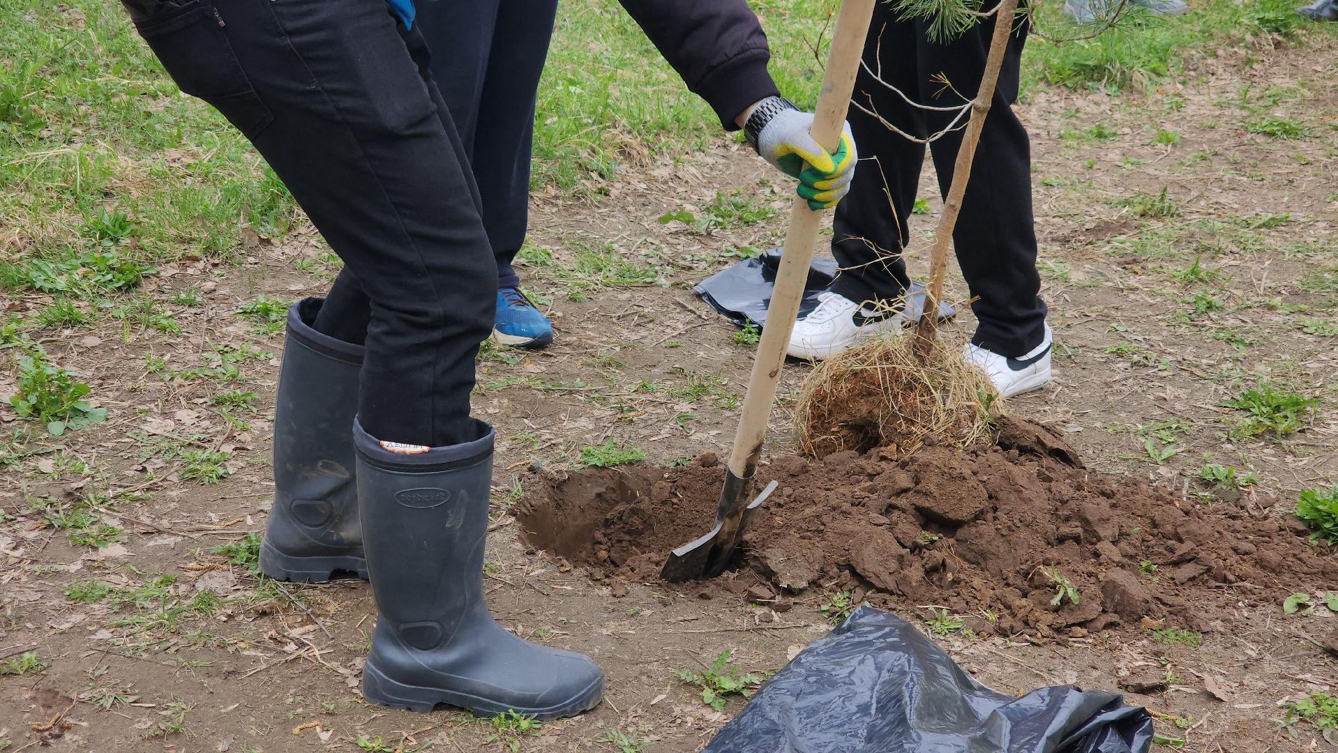 посадка кедров, Высадка сосен, щёлково, чкаловское озеро,