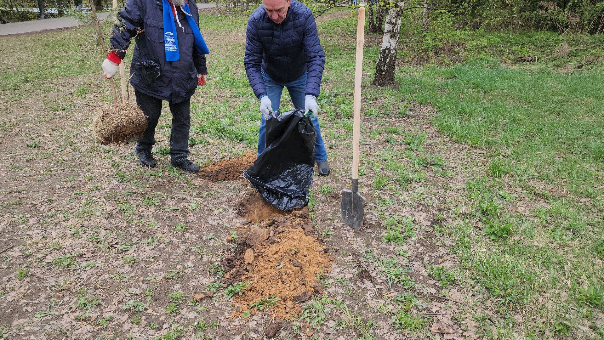 посадка кедров, Высадка сосен, щёлково, чкаловское озеро,