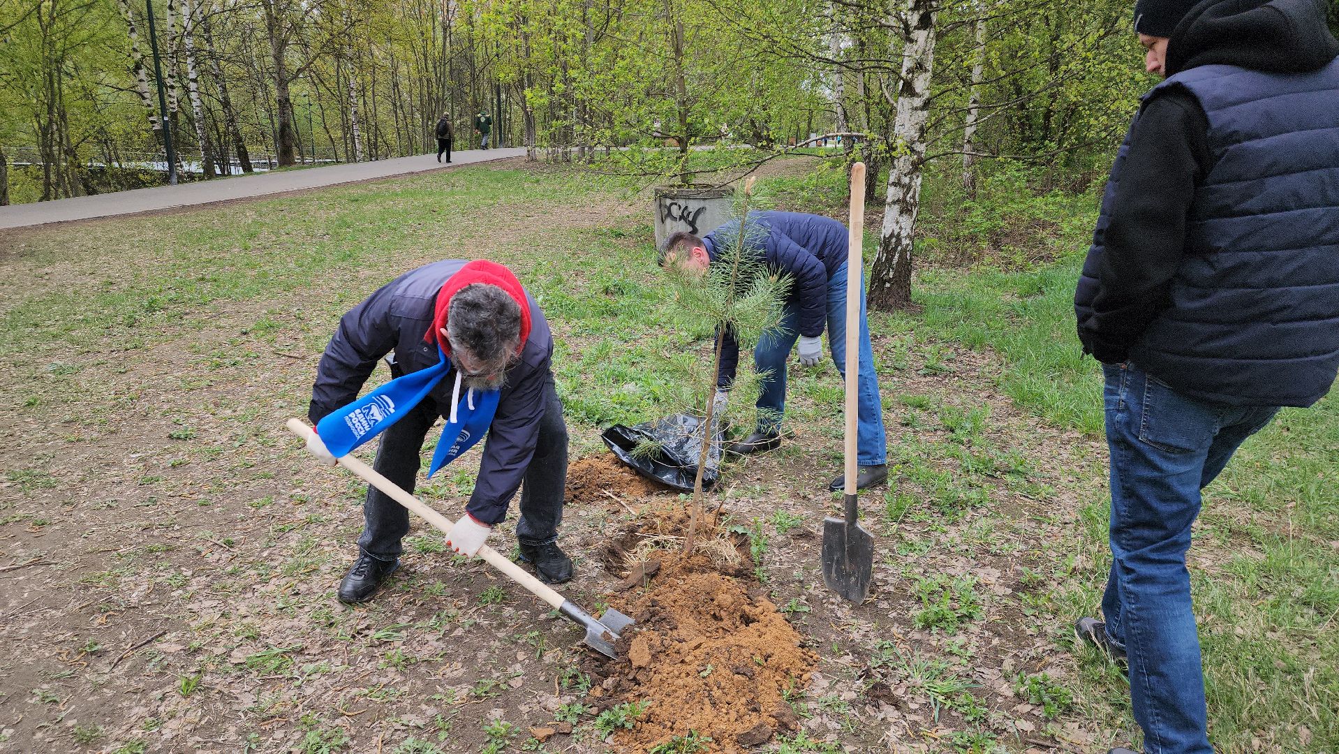 посадка кедров, Высадка сосен, щёлково, чкаловское озеро,